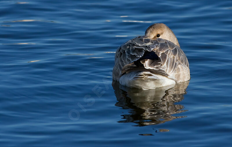 Snow Goosejuvenile