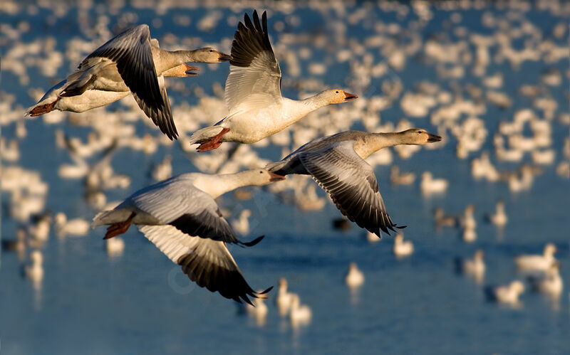 Snow Goose