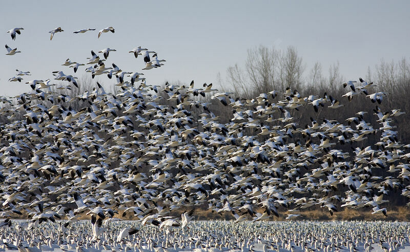 Snow Goose , identification, Flight, Behaviour