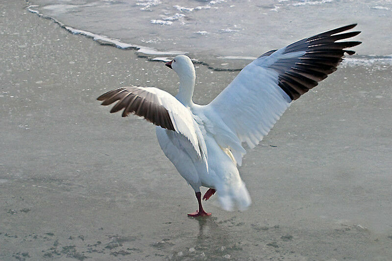 Snow Goose