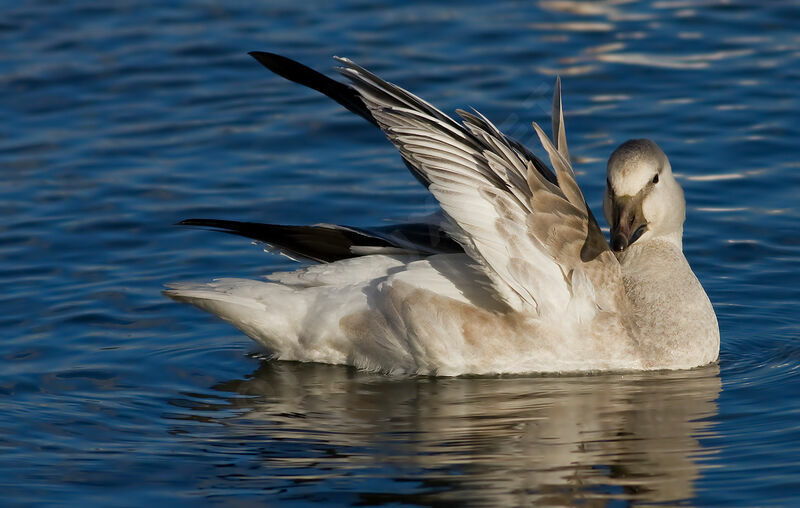 Snow Goose, identification, Behaviour