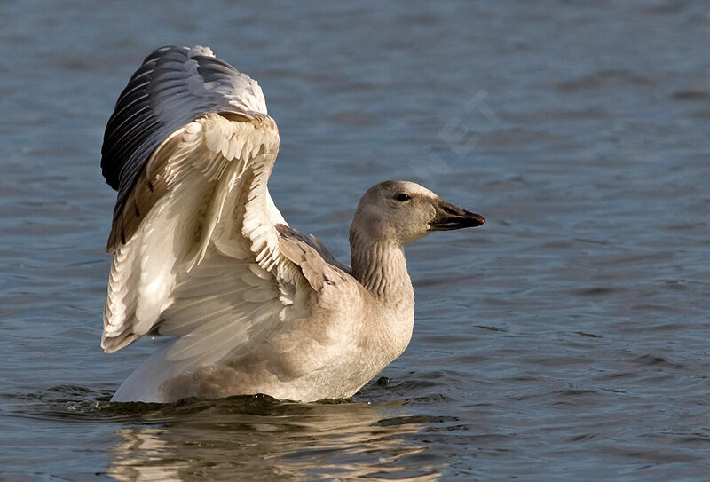 Snow Gooseadult