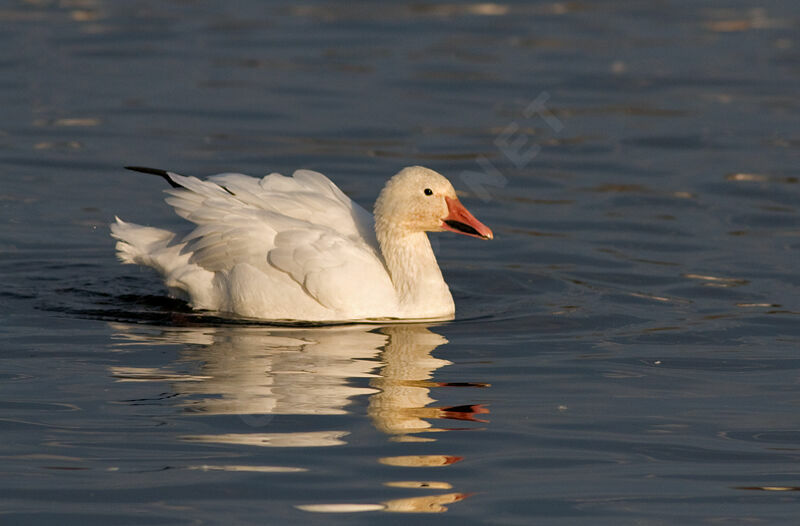 Snow Gooseadult, swimming