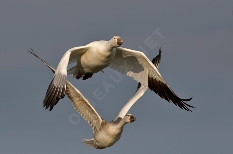 Snow Gooseadult