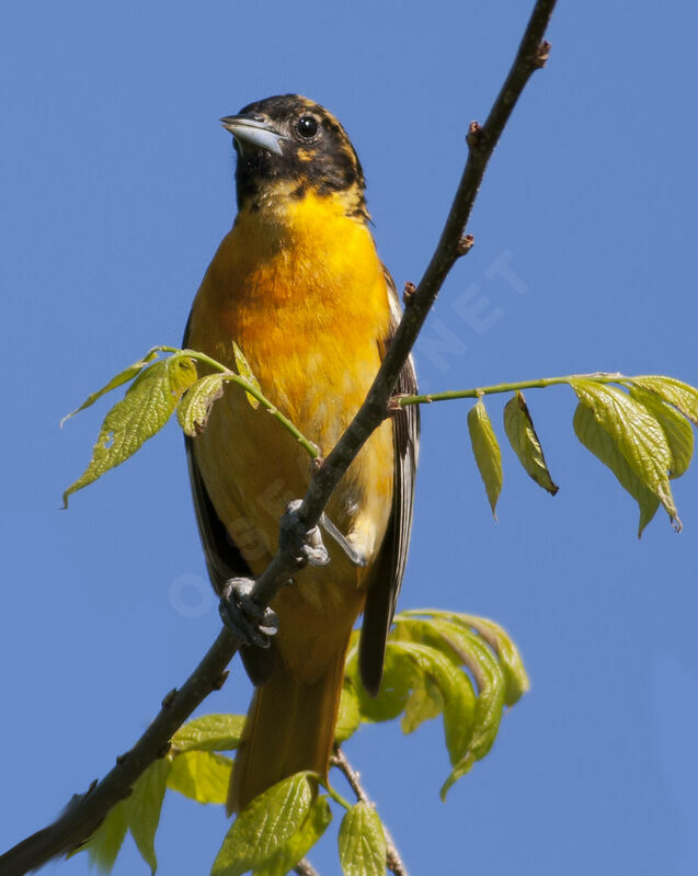 Oriole du Nord, identification