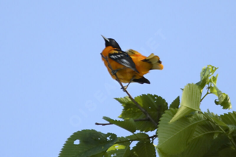 Baltimore Oriole