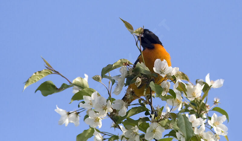 Oriole du Nordadulte