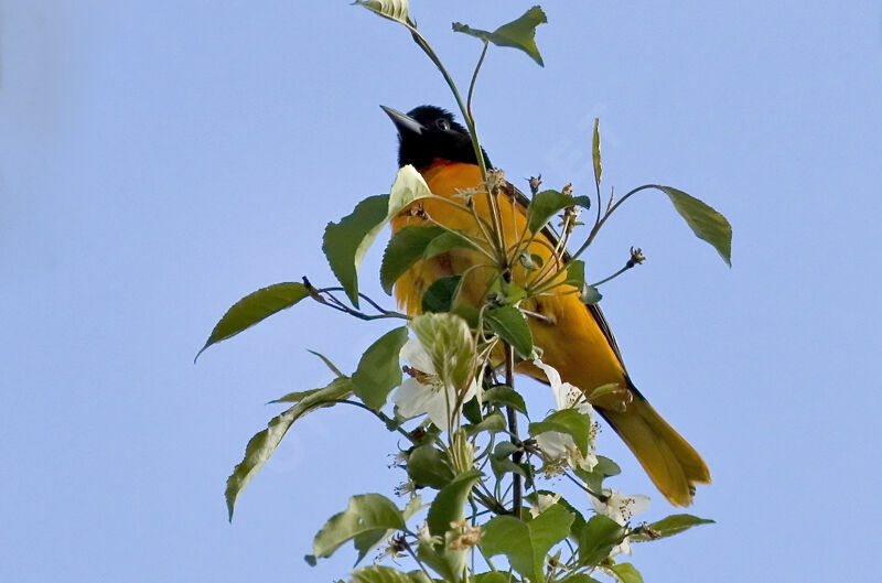 Baltimore Orioleadult