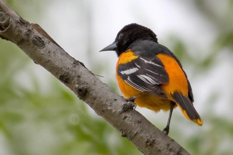 Baltimore Oriole male, identification