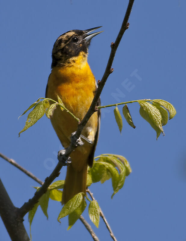 Oriole du Nord, identification