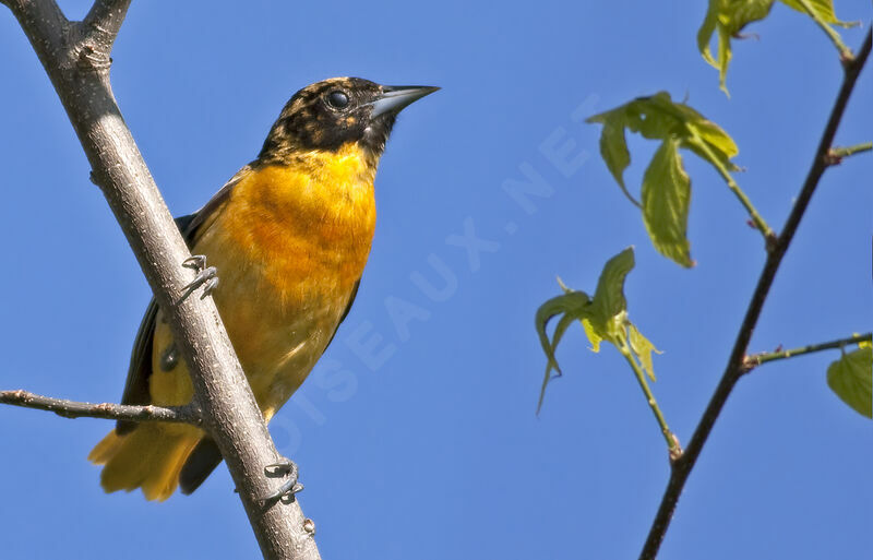 Oriole du Nord, identification, Comportement