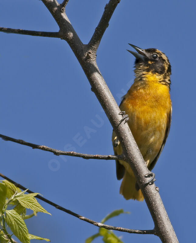 Oriole du Nord, identification