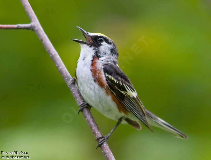 Paruline à flancs marron mâle adulte, identification, chant