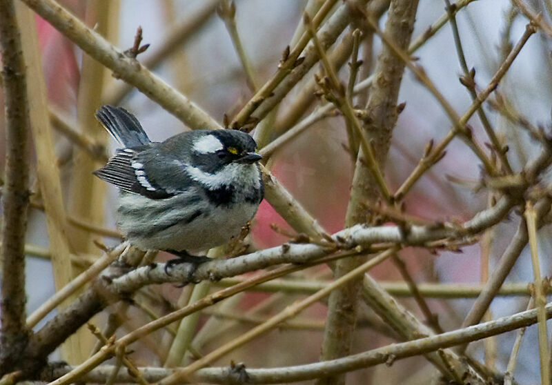 Paruline grise femelle