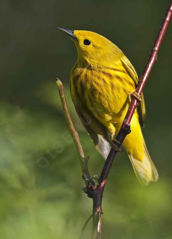 Paruline jaune, identification, Comportement