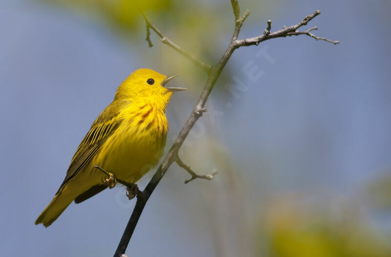 Paruline jaune mâle adulte, identification, chant, Comportement