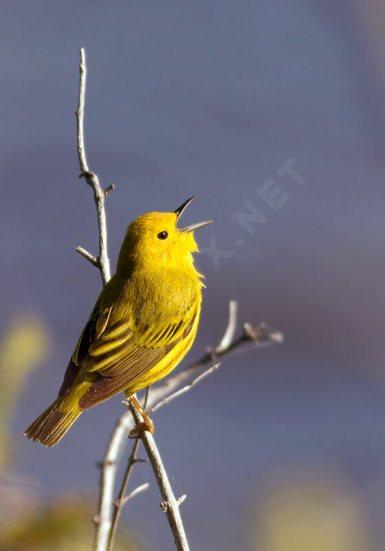 Paruline jaune, chant, Comportement