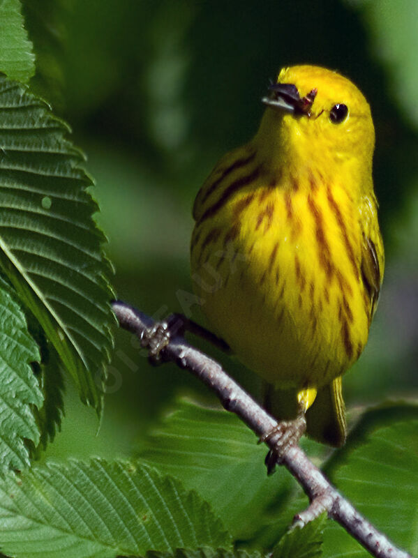 Paruline jaune