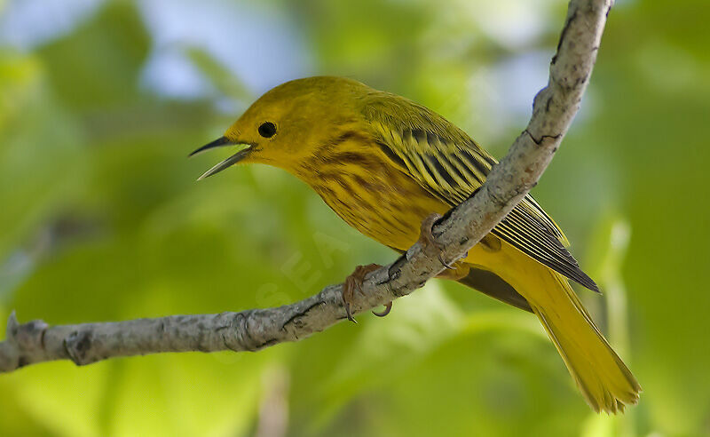 Paruline jaune, identification, chant