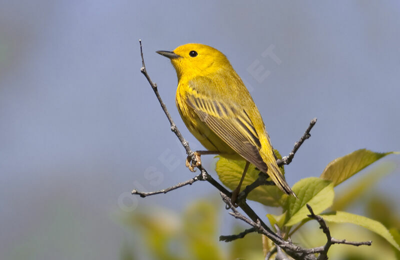 Paruline jaune mâle adulte, identification, Comportement