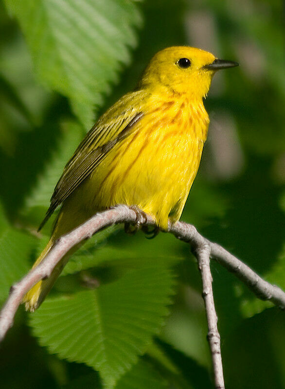 Paruline jaune mâle