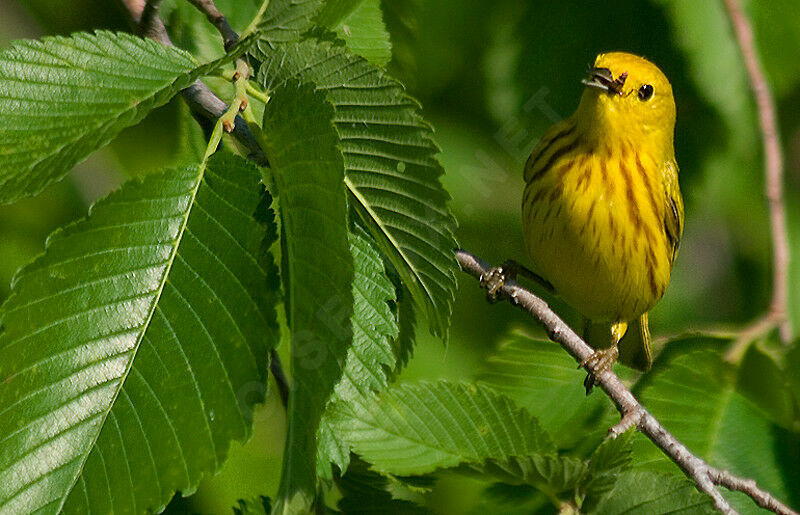 Paruline jaune