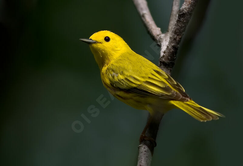 Paruline jaune