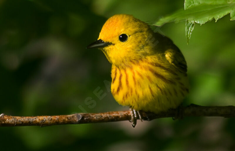 Paruline jaune