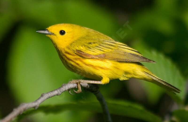 Paruline jaune mâle adulte nuptial, identification