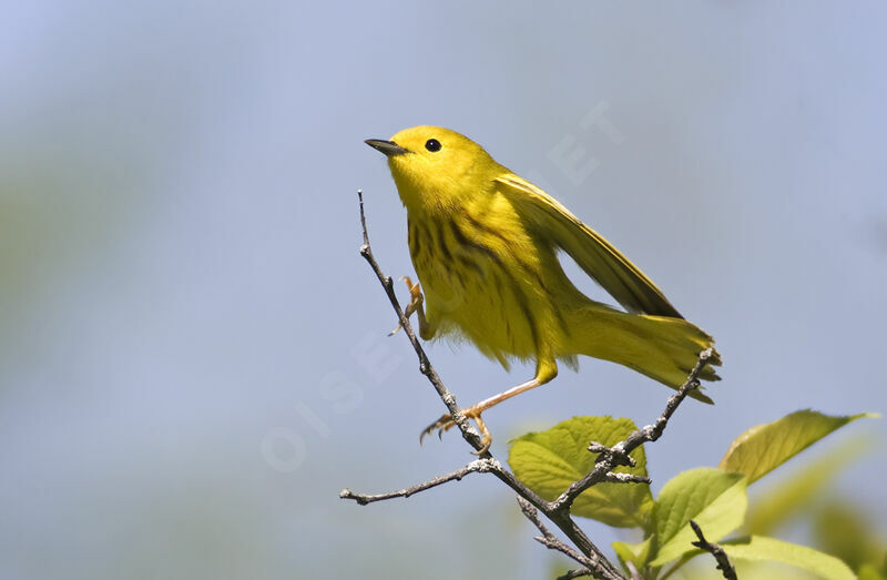 Paruline jaune, identification, Comportement