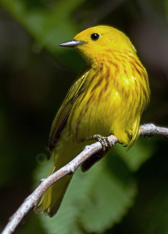 Paruline jaune