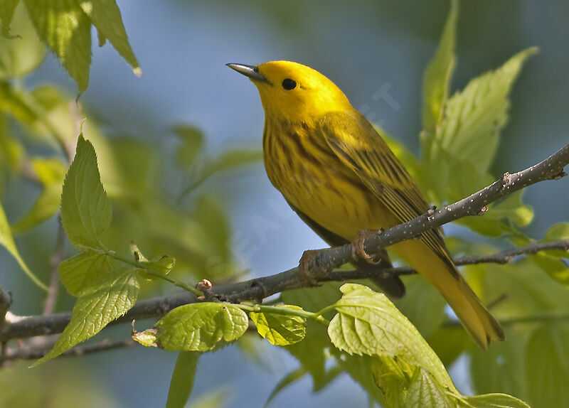 Paruline jaune, identification