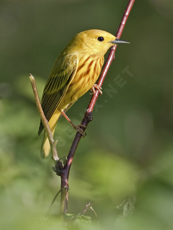 Paruline jaune, identification, Comportement