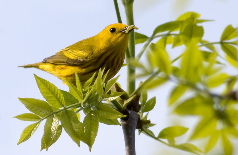 Paruline jaune, identification, régime, Comportement