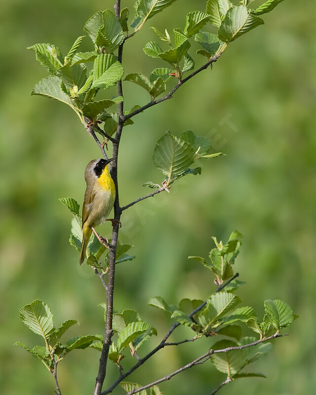 Paruline masquée, identification, Comportement