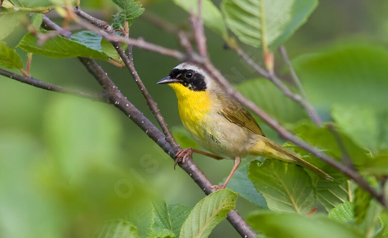 Paruline masquée, identification