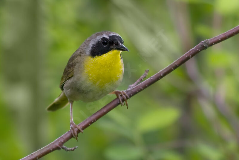 Paruline masquée, identification