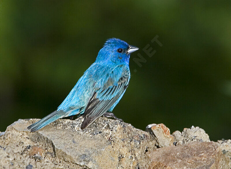 Indigo Bunting