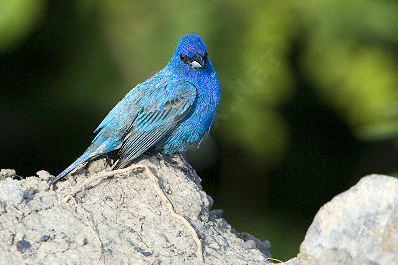 Indigo Bunting