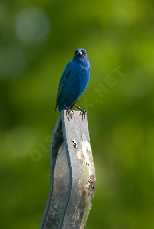 Indigo Bunting