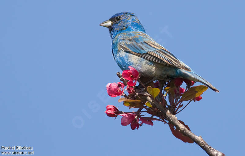 Indigo Bunting male adult transition, identification