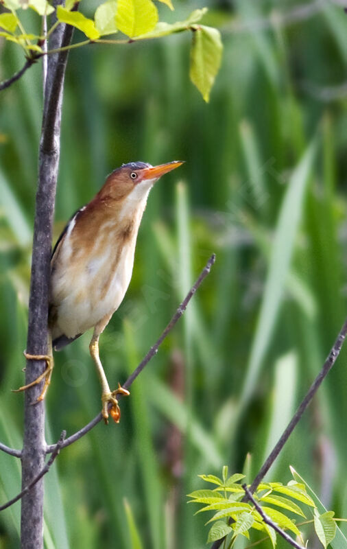 Least Bittern, identification, Behaviour