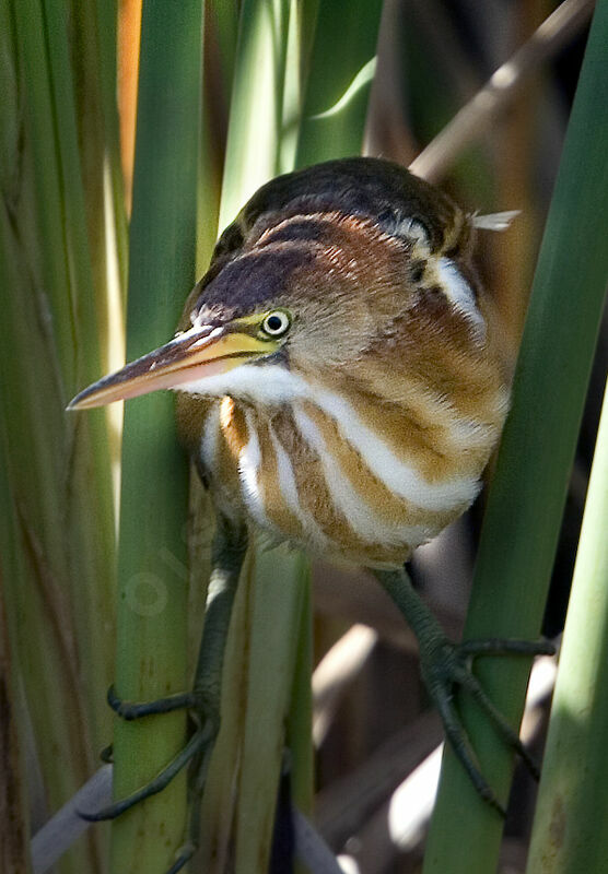 Least Bittern