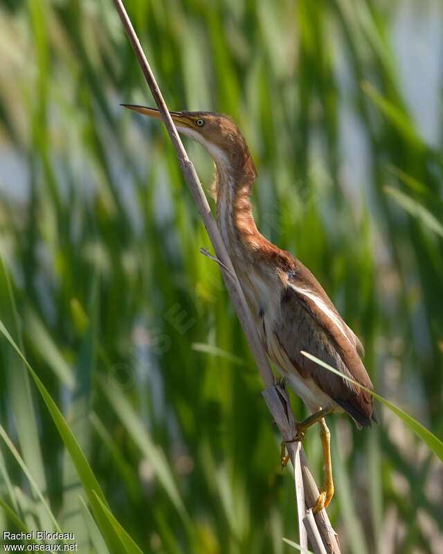 Least Bittern female adult, identification