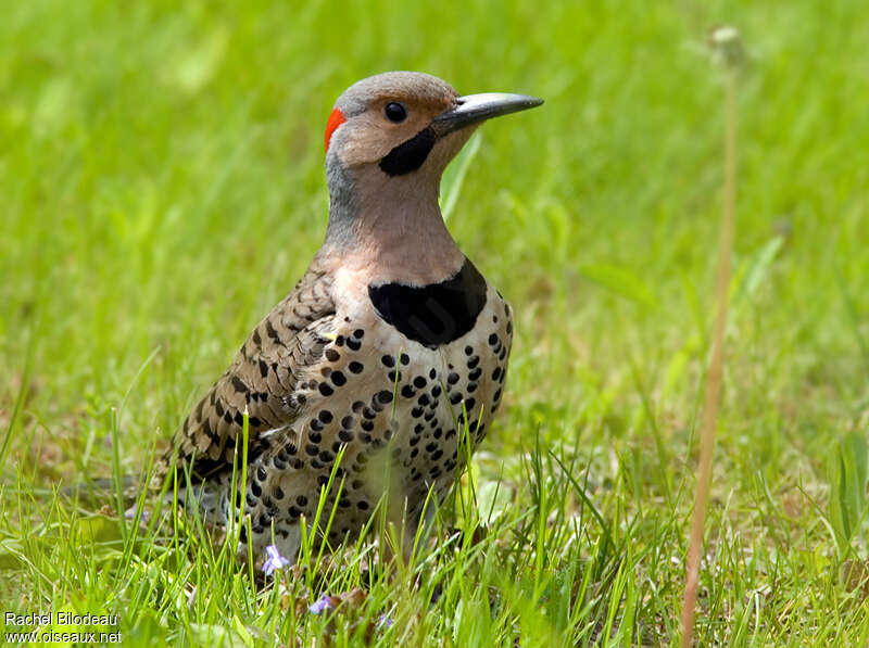 Pic flamboyant mâle, portrait