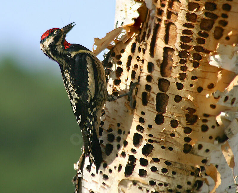 Yellow-bellied Sapsucker