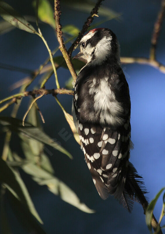 Downy Woodpecker male juvenile