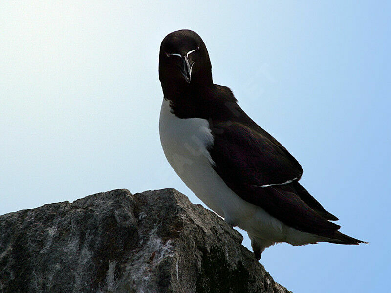 Razorbill