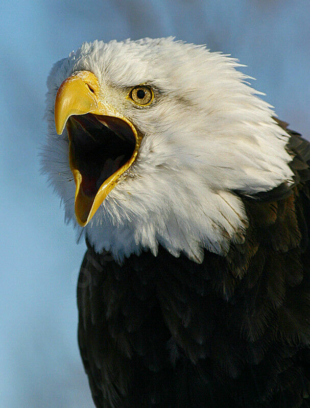 Bald Eagle