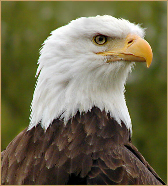 Bald Eagle